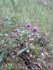 Calochortus amoenus, photograph (c) Trevor Van Loon, some rights reserved (CC BY)