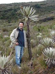 Espeletia grandiflora