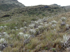 Espeletia grandiflora