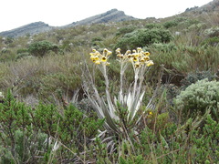 Espeletia grandiflora