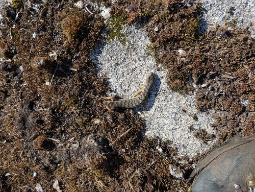 iNaturalist observation photo of Southern Alligator Lizard