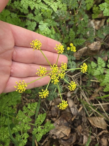 Lomatium serpentinum observed 2026-04-12