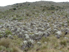 Espeletia grandiflora