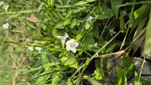 Asystasia intrusa