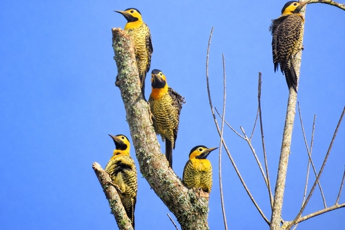 Campo Flicker