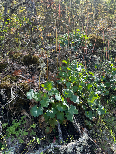 Heuchera grossulariifolia, photograph 1
