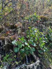 Heuchera grossulariifolia