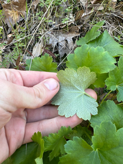 Heuchera grossulariifolia, photograph (c) Kieran Hanrahan, some rights reserved (CC BY)