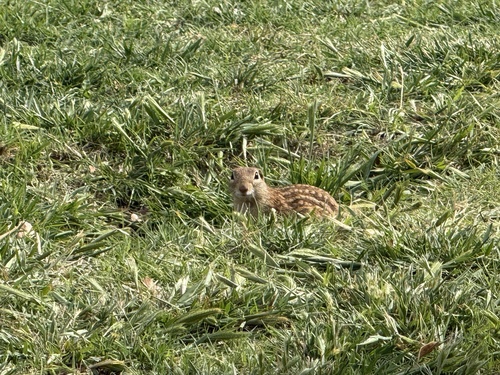 Rio Grande Ground Squirrel observed by kat81081