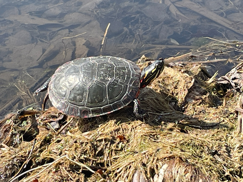 Painted Turtle