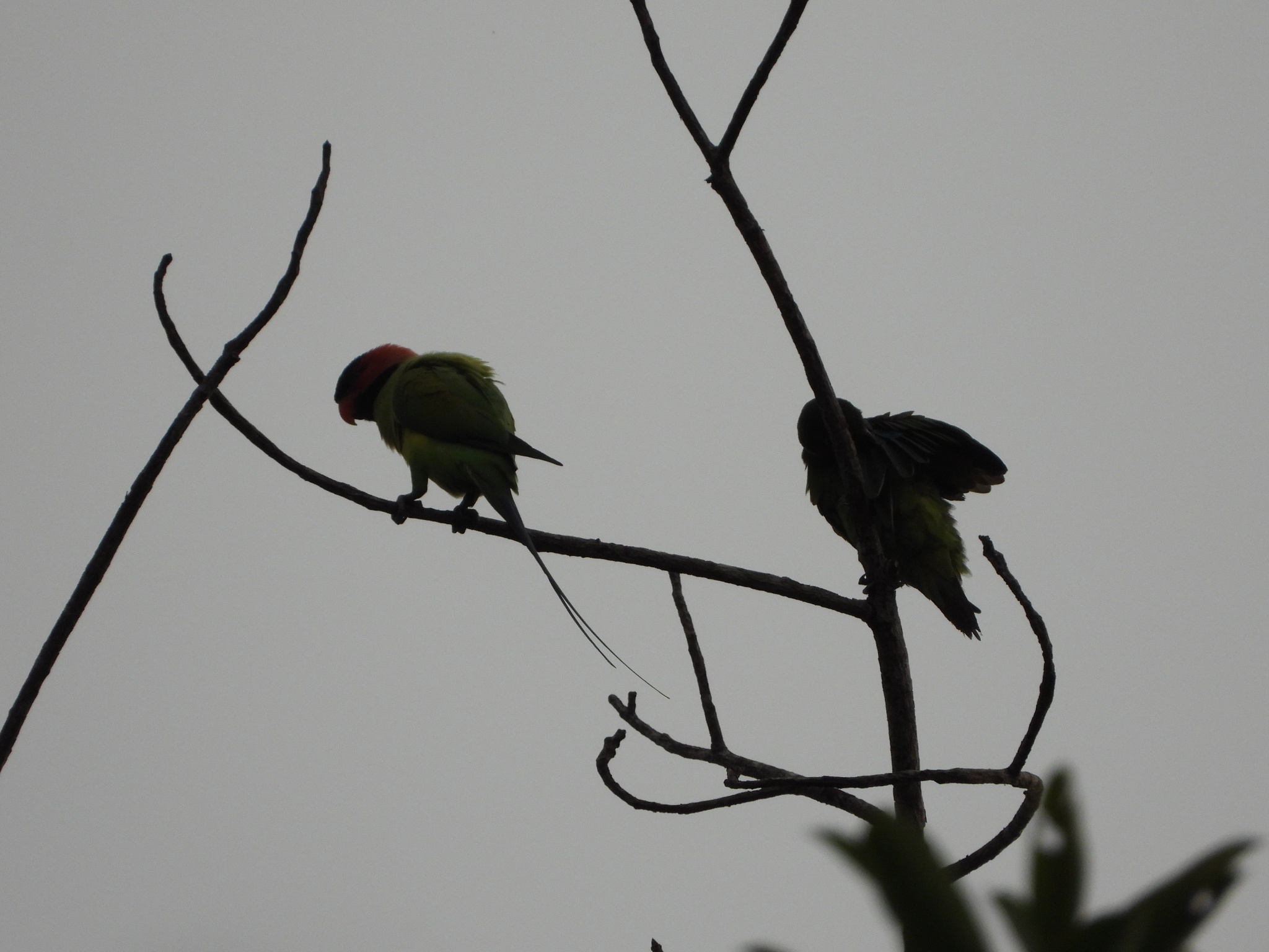 Long-tailed Parakeet (Psittacula longicauda), photo 10