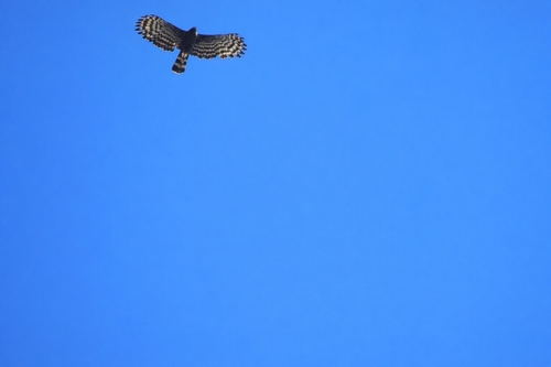 Black Hawk-Eagle