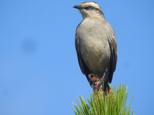 Chalk-browed Mockingbird