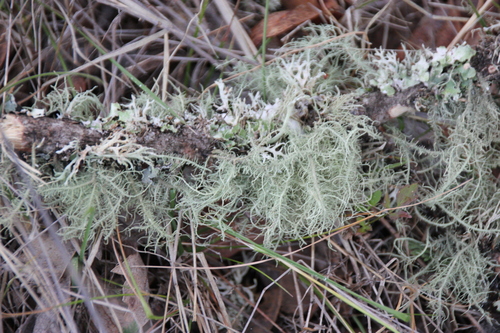 iNaturalist observation photo of shield lichens and allies