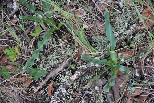 iNaturalist observation photo of wavy-leafed soap plant