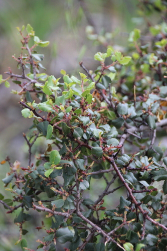 iNaturalist observation photo of Buckthorns