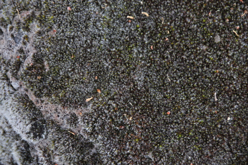 iNaturalist observation photo of Grimmia