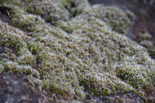 iNaturalist observation photo of Grimmia Dry Rock Moss