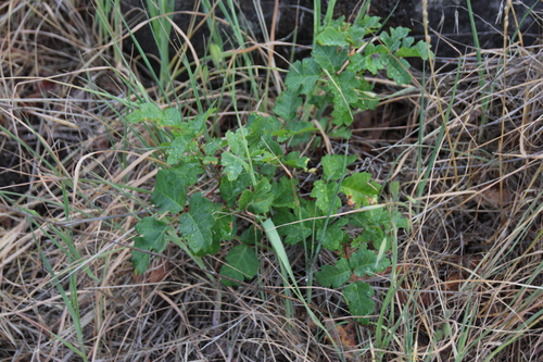 iNaturalist observation photo of Pacific poison oak