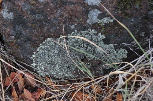 iNaturalist observation photo of Shield Lichens, Sunburst Lichens, Rosette Lichens, and Allies