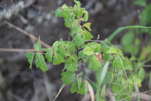 iNaturalist observation photo of Pacific poison oak