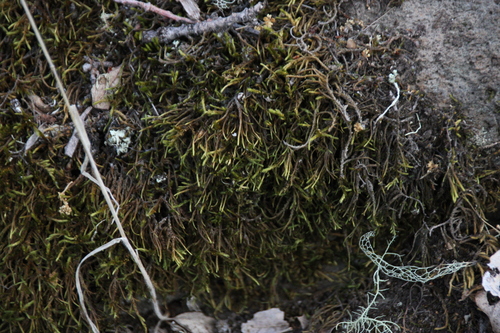 iNaturalist observation photo of Antitrichiaceae