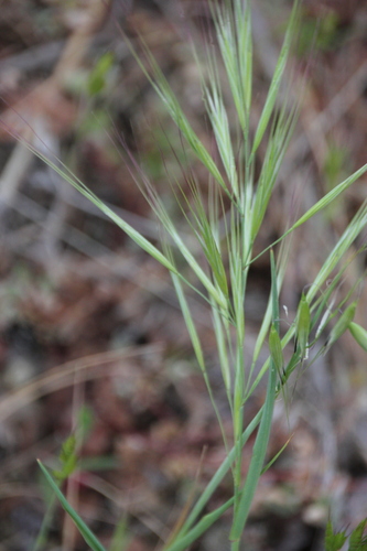 iNaturalist observation photo of bromes