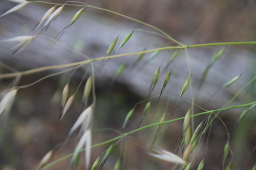 iNaturalist observation photo of Oats