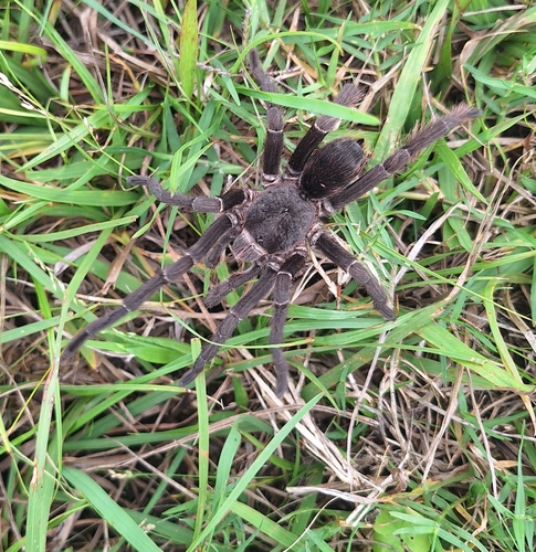 White Collared Tarantula