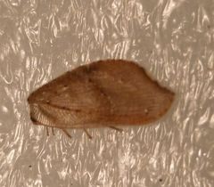 Drepanacra binocula