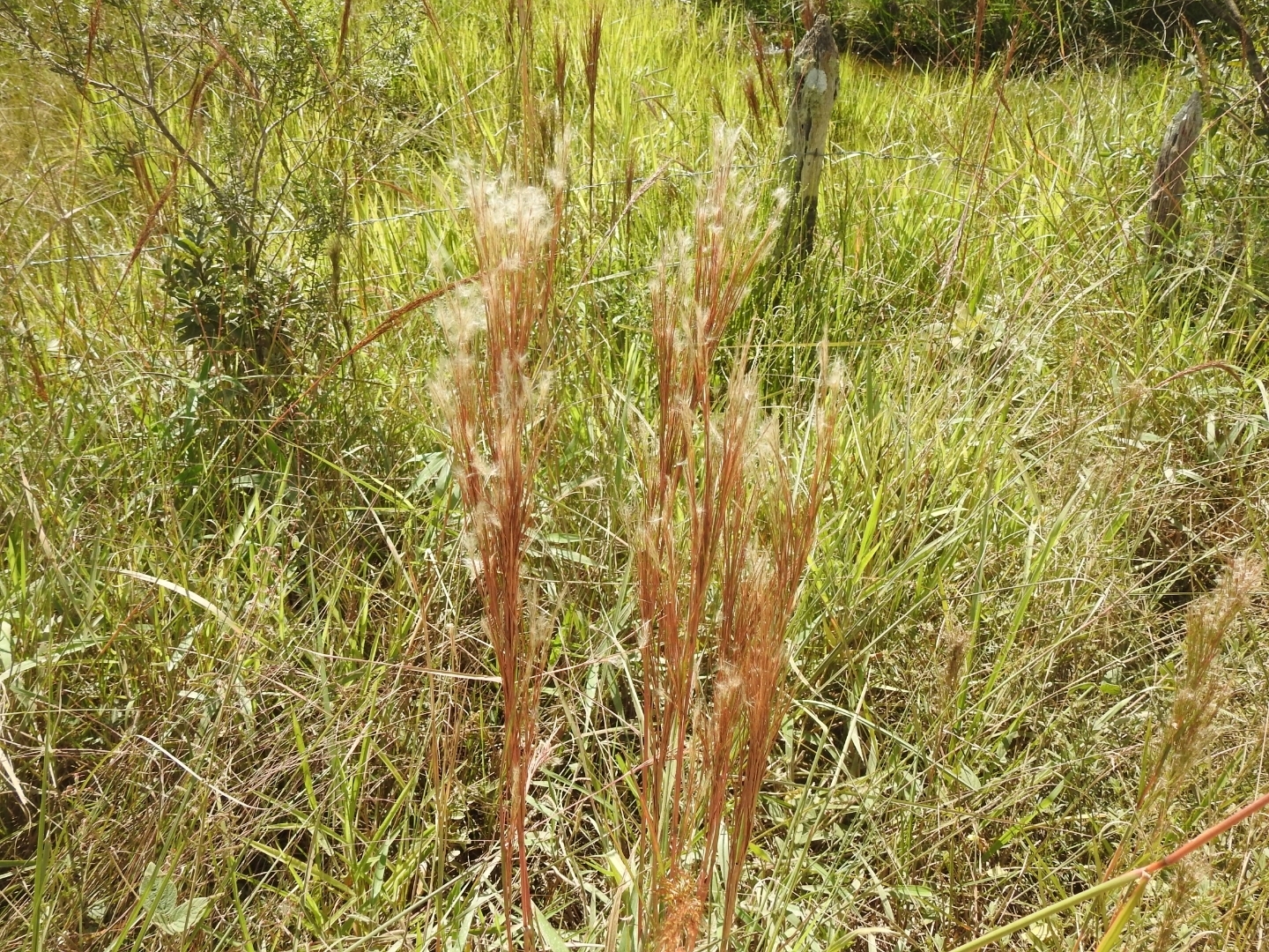 Anatherum bicorne