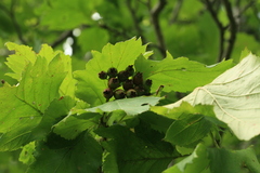 Crataegus chlorosarca