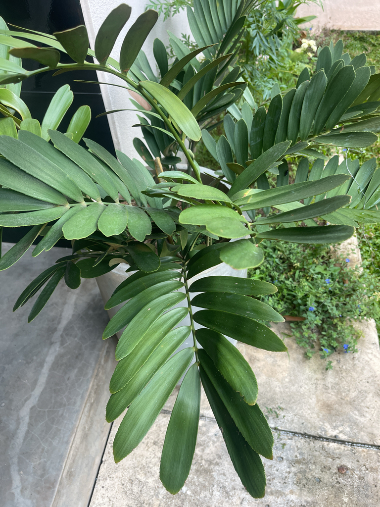 Zamia furfuracea, Vimukthi Mawatha, Western Province, LK