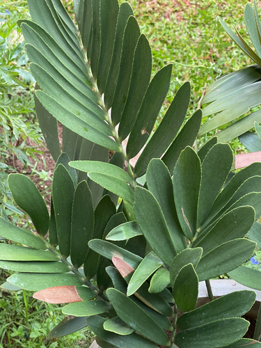 Zamia furfuracea