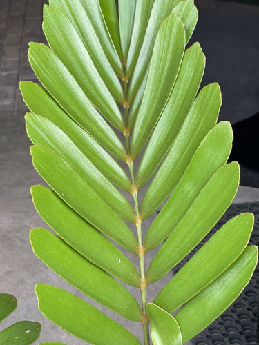 Zamia furfuracea