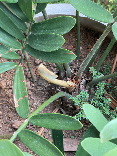 Zamia furfuracea