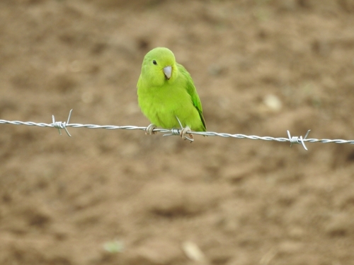 Cobalt-rumped Parrotlet