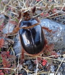 Pleocoma octopagina