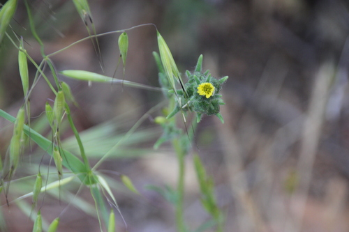 iNaturalist observation photo of tarweeds