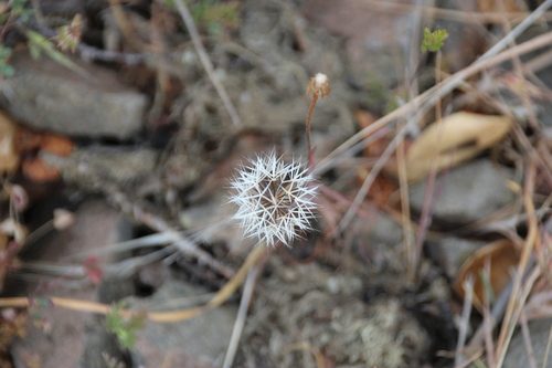 iNaturalist observation photo of silverpuffs