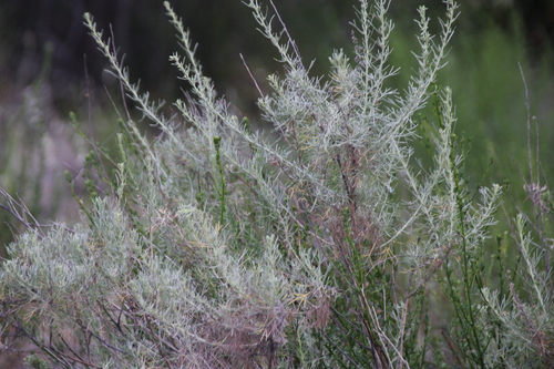 iNaturalist observation photo of California sagebrush