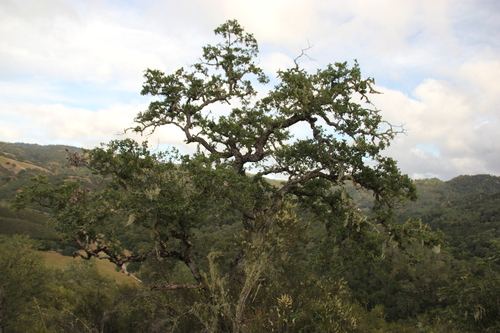 iNaturalist observation photo of oaks