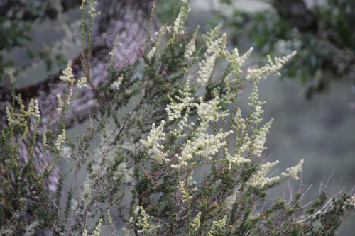 iNaturalist observation photo of chamise