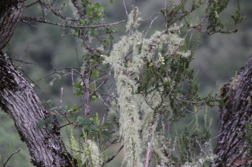 iNaturalist observation photo of lace lichen