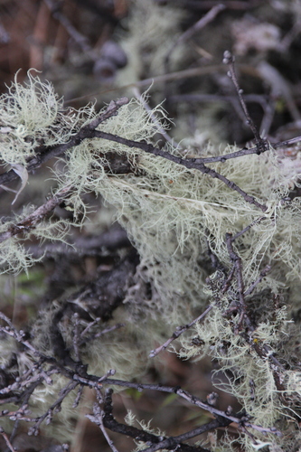 iNaturalist observation photo of Shield Lichens, Sunburst Lichens, Rosette Lichens, and Allies