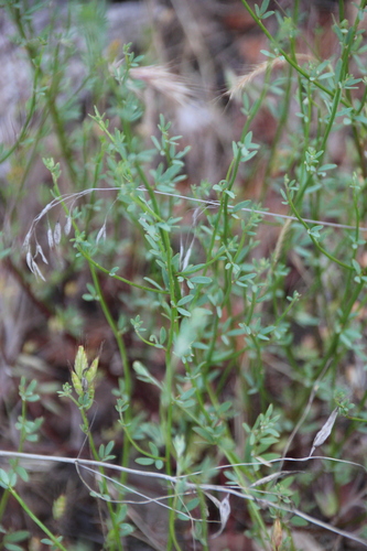 iNaturalist observation photo of deerweed