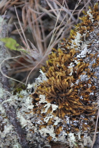 iNaturalist observation photo of Mosses