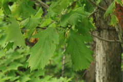 Crataegus chlorosarca