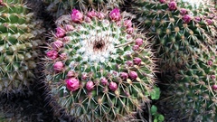 Mammillaria scrippsiana