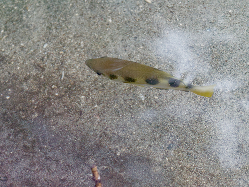 Toxotes jaculatrix